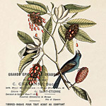 Картина «Ботанический сад», версия 13 в раме «Агата»