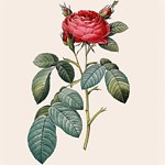 Картина «Ботанический сад», версия 41 в раме «Матильда Беж»