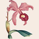 Картина «Ботанический сад», версия 49 в раме «Матильда Беж»