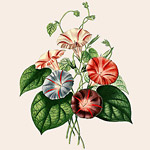 Картина «Ботанический сад», версия 9 в раме «Матильда Беж»