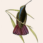 Картина «Ботанический сад», версия 43 в раме «Агата» рама раме рамы рамк фото фоторам картин репродук 