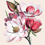 Картина «Ботанический сад», версия 56 в раме «Матильда Беж»