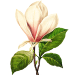 Репродукция гравюры «Цветочный перфоманс» в раме «Мадлен»