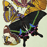 Картина «Бабочки мира», версия 15 (холст, галерейная натяжка)
