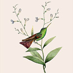 Картина «Ботанический сад», версия 85 в раме «Агата»