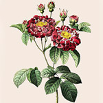 Картина «Ботанический сад», версия 31 в раме «Матильда Беж»