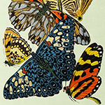 Картина «Бабочки мира», версия 17 (холст, галерейная натяжка)