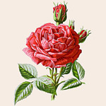 Картина «Ботанический сад», версия 18 в раме «Матильда Беж»