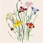 Картина «Ботанический сад», версия 95 в раме «Матильда Беж»