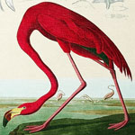 Картина «Американский фламинго» (холст, галерейная натяжка)