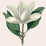 Картина «Ботанический сад», версия 96 в раме «Матильда Беж»