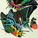 Картина «Бабочки мира», версия 11 (холст, галерейная натяжка)