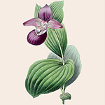 Картина «Ботанический сад», версия 50 в раме «Матильда Беж»