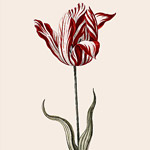 Картина «Ботанический сад», версия 47 в раме «Матильда Беж»