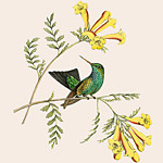 Картина «Ботанический сад», версия 62 в раме «Агата» рама раме рамы рамк фото фоторам картин репродук 