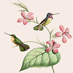 Картина «Ботанический сад», версия 92 в раме «Агата»