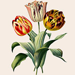 Картина «Ботанический сад», версия 7 в раме «Матильда Беж»