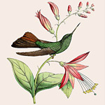 Картина «Ботанический сад», версия 35 в раме «Агата»