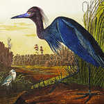 Картина «Большая голубая цапля» (холст, галерейная натяжка)