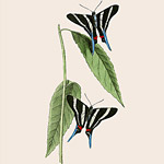 Картина «Ботанический сад», версия 40 в раме «Матильда Беж»