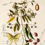Картина «Ботанический сад», версия 84 в раме «Агата»