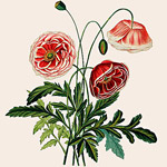 Картина «Ботанический сад», версия 10 в раме «Матильда Беж»