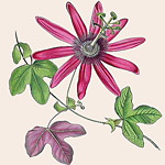 Картина «Ботанический сад», версия 65 в раме «Матильда Беж»