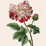 Картина «Ботаническое барокко», версия 31, в раме
