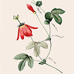 Картина «Ботанический сад», версия 66 в раме «Матильда Беж»