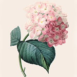 Картина «Ботанический сад», версия 81 в раме «Матильда Беж»