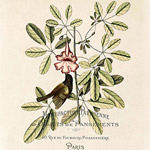 Картина «Ботанический сад», версия 14 в раме «Агата»