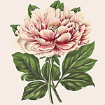 Картина «Ботанический сад», версия 90 в раме «Матильда Беж»