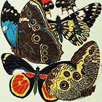 Картина «Бабочки мира», версия 16 (холст, галерейная натяжка)