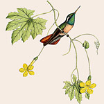 Картина «Ботанический сад», версия 86 в раме «Агата» рама раме рамы рамк фото фоторам картин репродук 