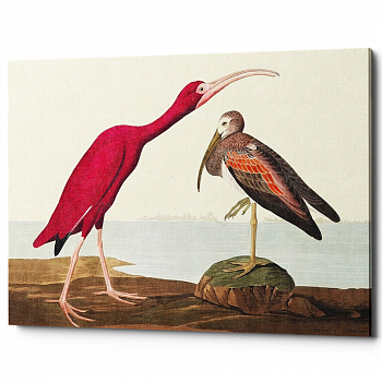 Картина «Птицы Америки» (холст, галерейная натяжка)