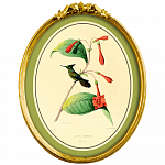 Картина «Жемчужины природы», версия 14, в раме «Бетти» рама раме рамы рамк фото фоторам картин репродук