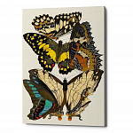 Картина «Бабочки мира», версия 4 (холст, галерейная натяжка)