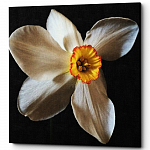 Картина «Spring White» (холст, галерейная натяжка)