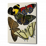 Картина «Бабочки мира», версия 1 (холст, галерейная натяжка)