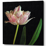 Картина «Pearled Rose» (холст, галерейная натяжка)