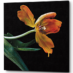Картина «Marigold» (холст, галерейная натяжка)