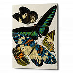 Картина «Бабочки мира», версия 12 (холст, галерейная натяжка)