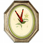 Картина «Жемчужины природы», версия 21, в раме «Эдита» рама раме рамы рамк фото фоторам картин репродук 