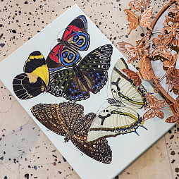 Картина «Бабочки мира», версия 1 (холст, галерейная натяжка)