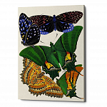 Картина «Бабочки мира», версия 6 (холст, галерейная натяжка)